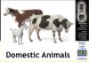 Picture of Domestic Animals 